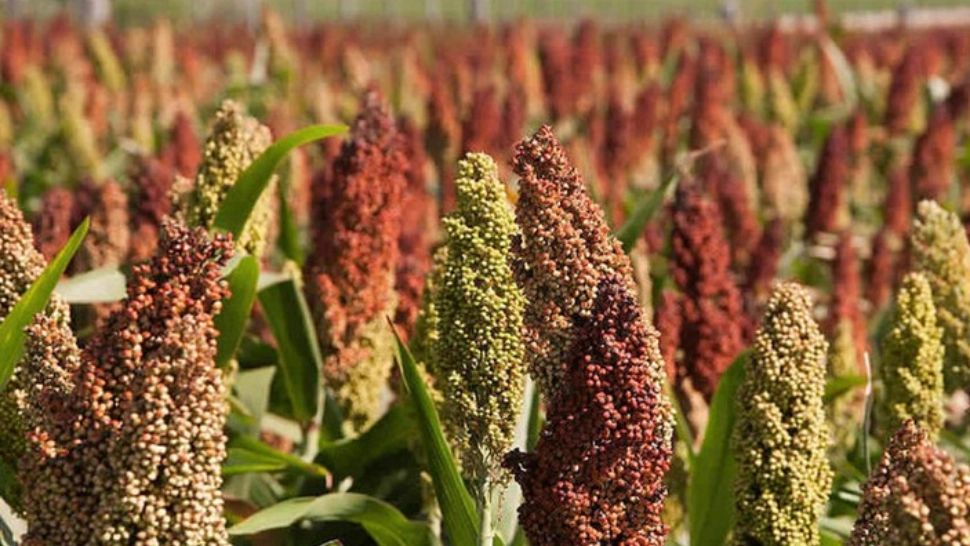 Cel mai sănătos înlocuitor pentru pâine. Prea puțini oameni știu de beneficiile consumului acestui aliment