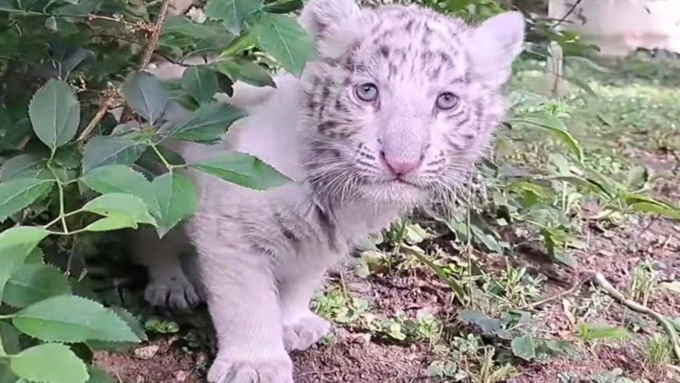 Un pui de tigru bengalez alb, noul rezident al Grădinii Zoologice din Târgu Mureș