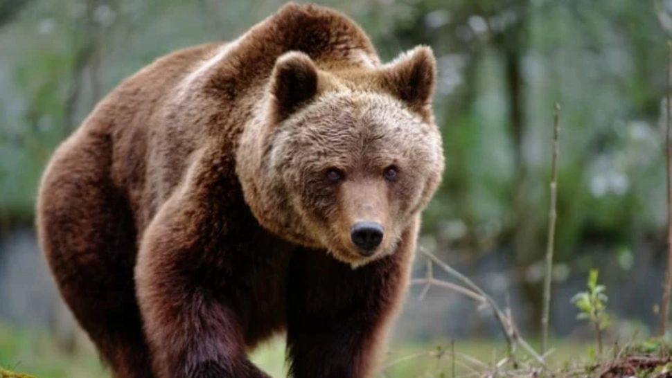 Alertă maximă în Vaslui: Un urs a fost observat pe străzile orașului - A fost emis mesaj RO-ALERT