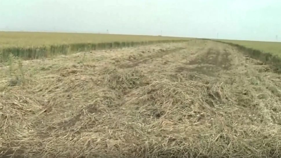 O femeie își acuză vecinul că îi DISTRUGE culturile. Scandal uriaș într-o comună din Ialomița