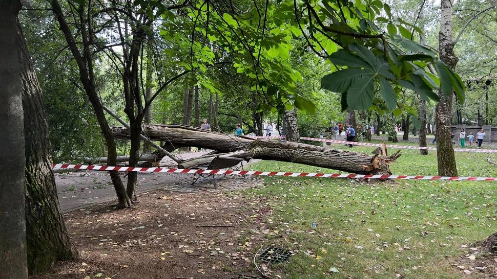 Femeie rănită după ce un COPAC s-a prăbușit din senin peste banca pe care stătea! Incident șocant în Parcul IOR din Capitală - FOTO