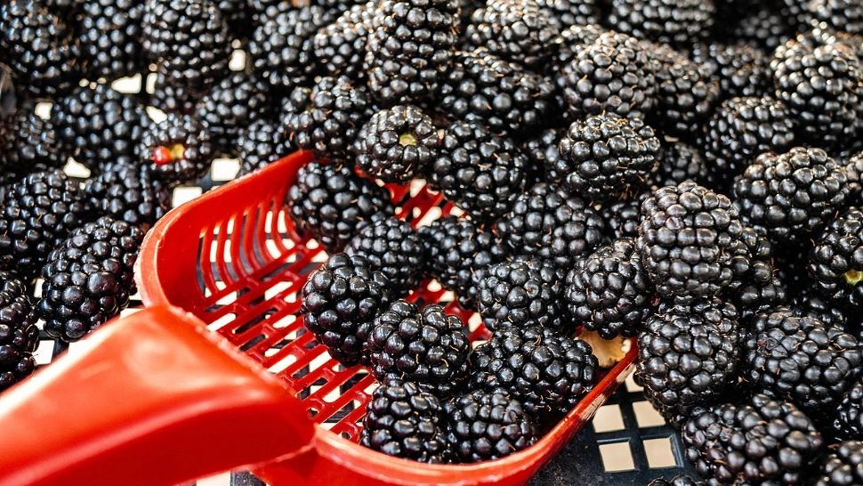 9 beneficii ale murelor. Consumul lor te ferește de mai multe tipuri de cancer!