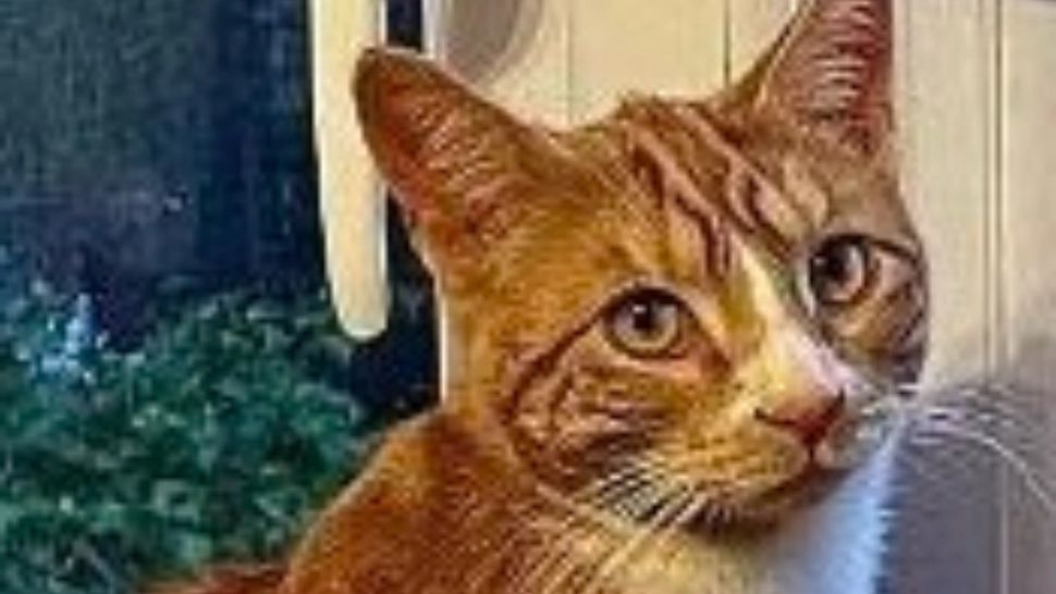 Cel mai aventurier motan! Sox a călători 225 de kilometri, după ce a sărit în mașinile a doi necunoscuți. Cum s-a întors acasă