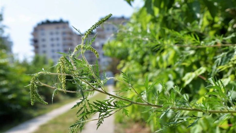 Poliția Locală Sector 4 a început să ia măsurile de prevenire și combatere a ambroziei