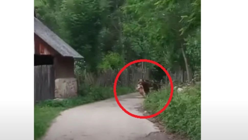 Urs surprins cu un miel în gură, în timpul zilei, pe o stradă plină de copii. Imagini uluitoare într-o localitate prahoveană - VIDEO 