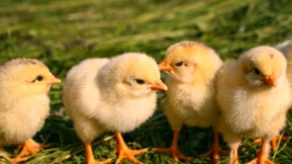 De ce trebuie să pui albastru de metilen în apa de unde beau apă puii. Puțină lume știe asta - Beneficiile sunt uriașe