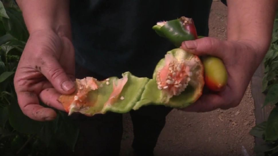 Revoltă uriașă în rândul agricultorilor: NU mai vor semințe străine. Legumicultor: Solarul e compromis, trebuie să scoatem tot! - VIDEO