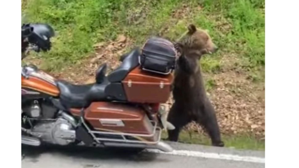 Motocicleta unui turist străin, doborâtă de o ursoaică, în căutare de hrană - Scene incredibile pe Transfăgărășan - VIDEO