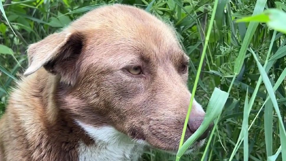 O cățelușă care și-a pierdut puiul a mers 6 km după bărbatul care i-a dat de mâncare - Poveste emoționantă 