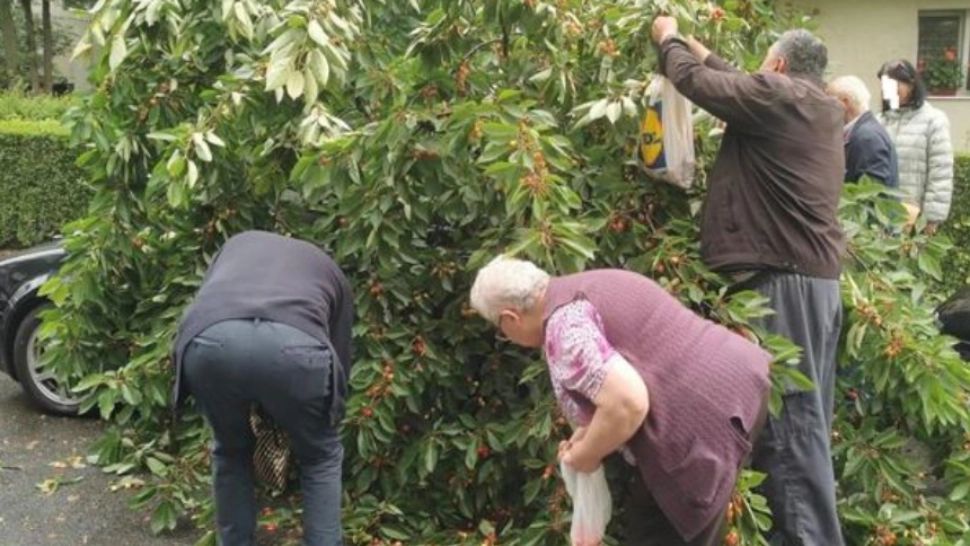 Cireșe, la liber în Cluj, după ce un cireș a căzut peste o mașină. Martorii NU s-au putut abține! - Imaginile au devenit virale