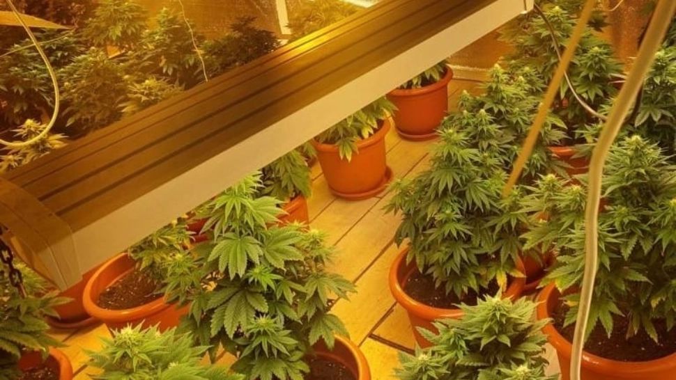 Seră de cannabis într-un imobil din București. Doi traficanți, reținuți