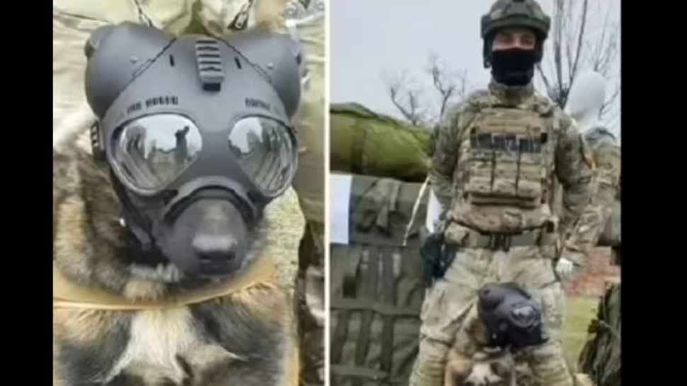 Faceți cunoștință cu Ares, câinele parașutist de la Forțele Speciale! Pasionat de adrenalină, merge cu drag în fiecare misiune