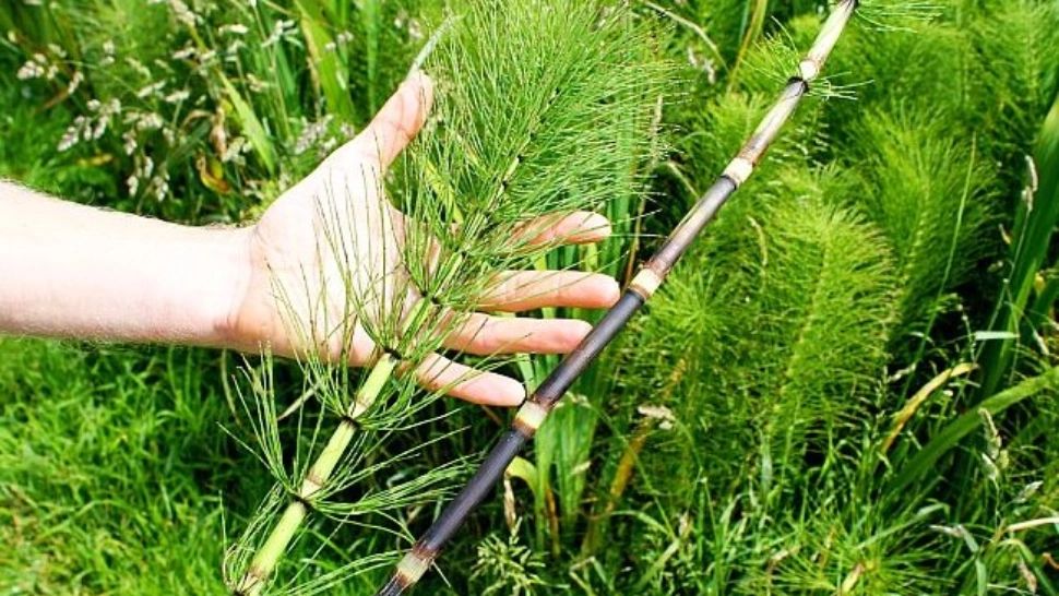 Planta care te scapă de infecții urinare, pietre la rinichi, artrită și reumatism