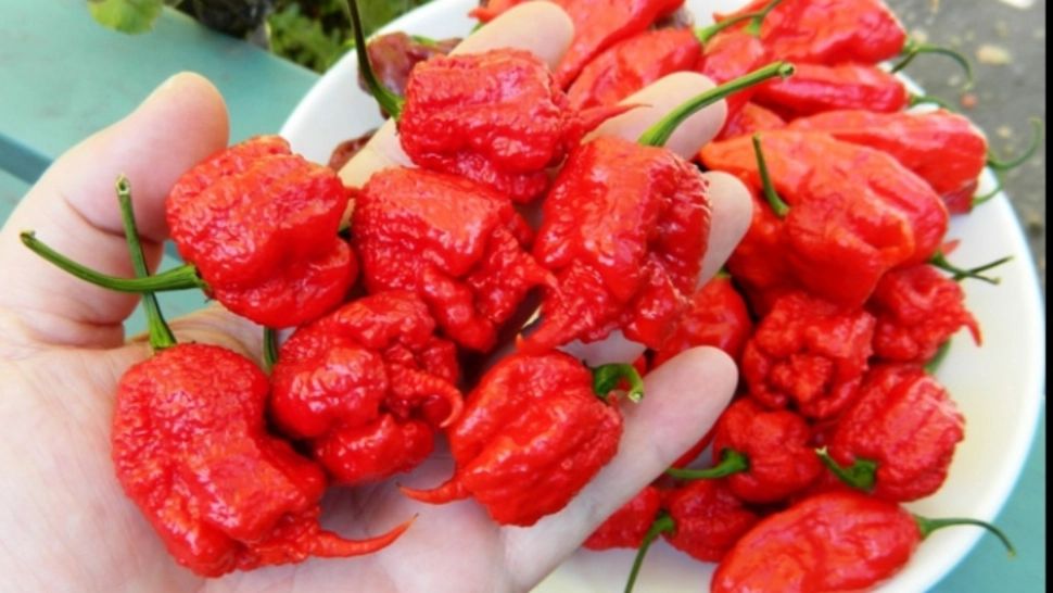 Un bărbat care a mâncat cel mai iute ardei din lume a ajuns de urgență la spital - Medicii lansează un avertisment pentru iubitorii de "senzații tari"