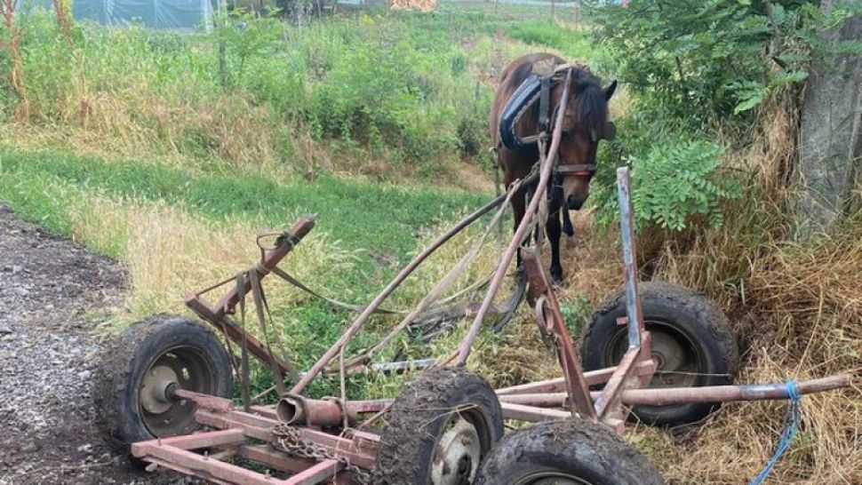 Caz șocant la Galați. 2 bărbați și-au bătut măr fratele și l-au pus în căruță, ca să pară un accident