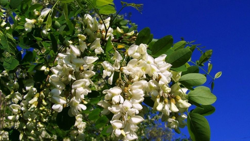  Ceai de salcâm. Efectele care au uimit medicii: vindecă gastrita, ulcerul și eczemele