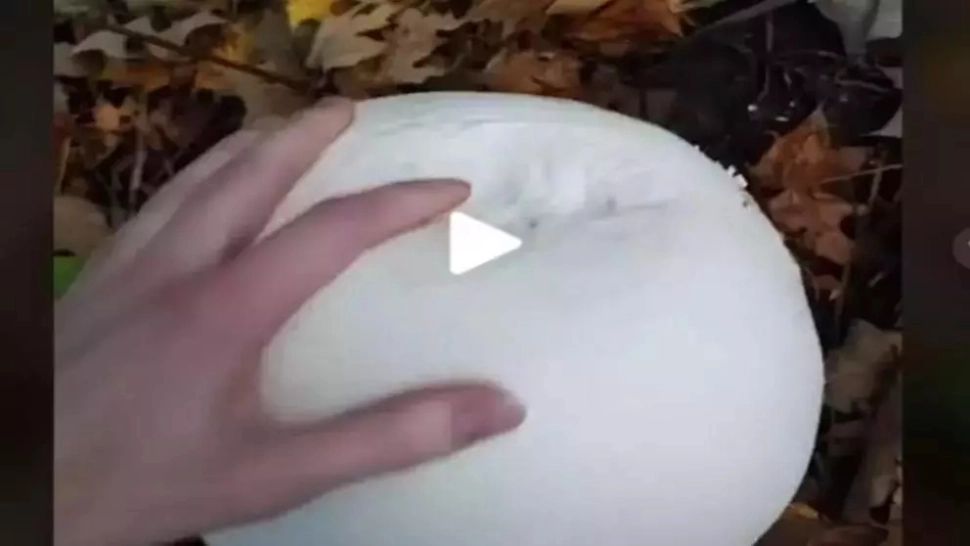 VIDEO – A găsit o ciupercă cu o formă ciudată în pădure. A luat-o acasă și a gătit-o, însă ce a urmat după este complet neașteptat