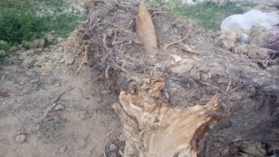 Proiectil din timpul războiului, descoperit în rădăcina unui copac