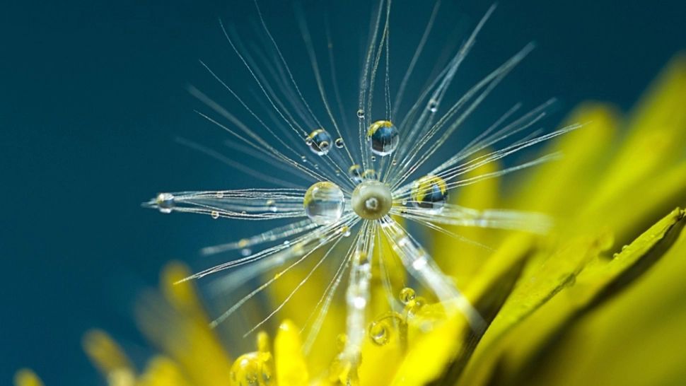 PASTILA PENTRU SUFLET - Pilda Păpădiei