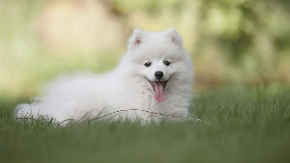 Acest fruct este o adevărată otravă pentru câinele tău! Ține-l departe de cel mai bun prieten, pentru a nu ajunge cu el la veterinar 