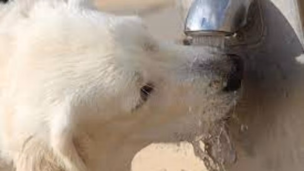 Cum protejăm animalele de căldură pe timpul verii. Sfaturi pentru caniculă