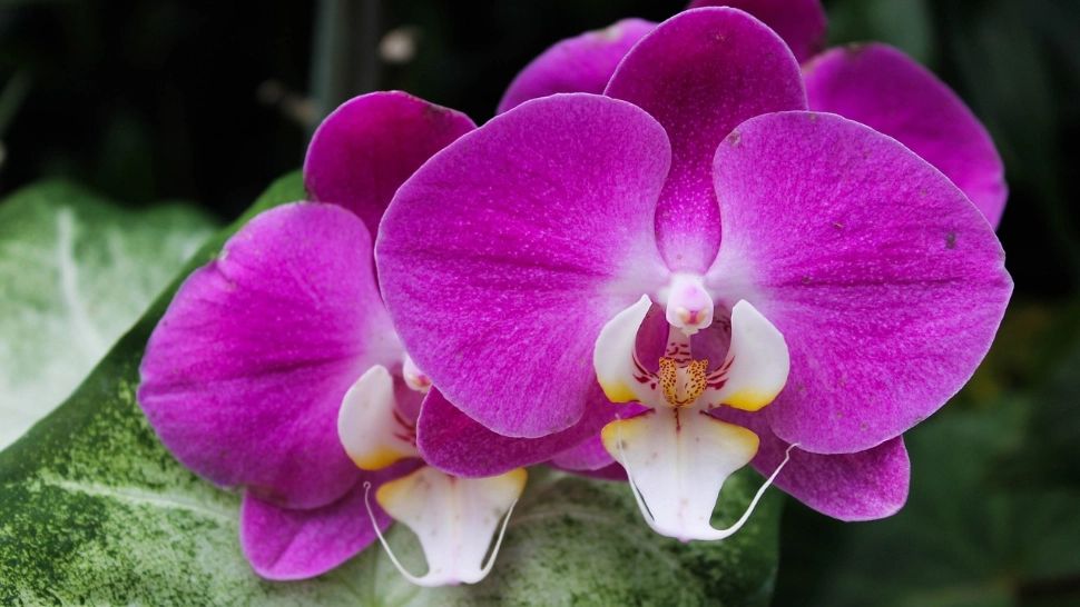 6 flori care înfloresc tot anul, pentru ca tu sa te bucuri permanent de frumusetea și parfumul lor