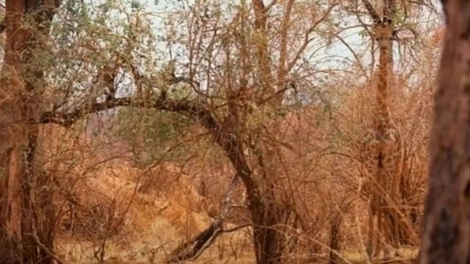 Iluzia optică devenită virală. Găsește GIRAFA din imagine!