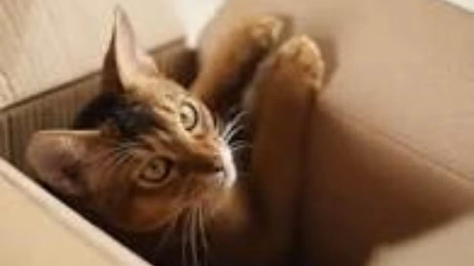 La ce pericole sunt expuse pisicile lăsate singure în casă. La ce trebuie să fie atenți stăpânii 