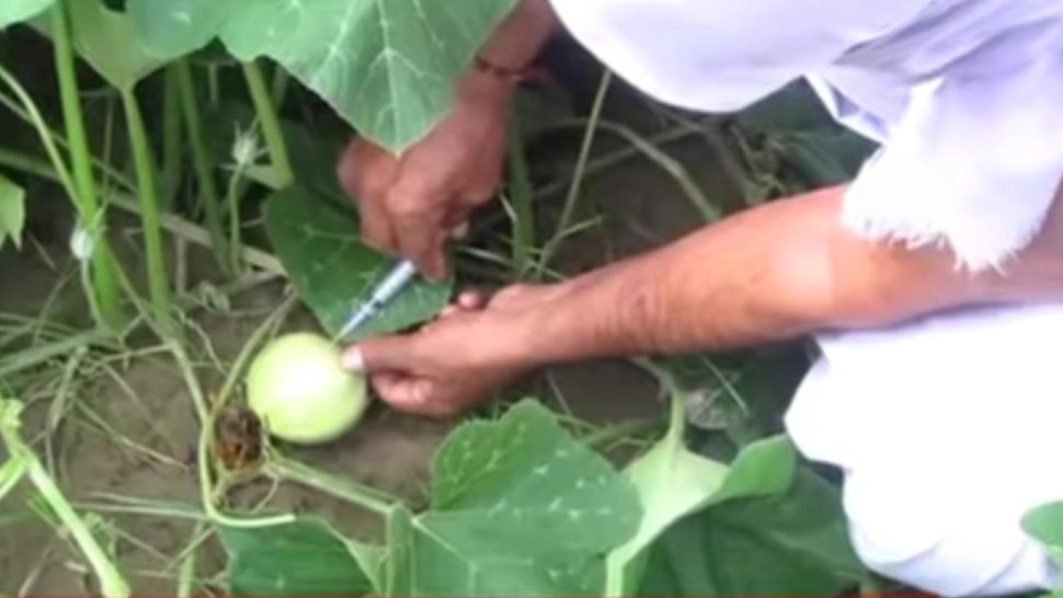 Cumpărăm alimente injectate cu substanțe toxice. VIDEO cu procesele prin care trec până ajung în farfuriile noastre