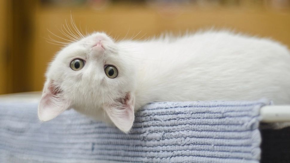 Cele mai ciudate și amuzante comportamente ale pisicilor, descifrate de specialiști. De ce se joacă noaptea sau se înghesuie în cutii?