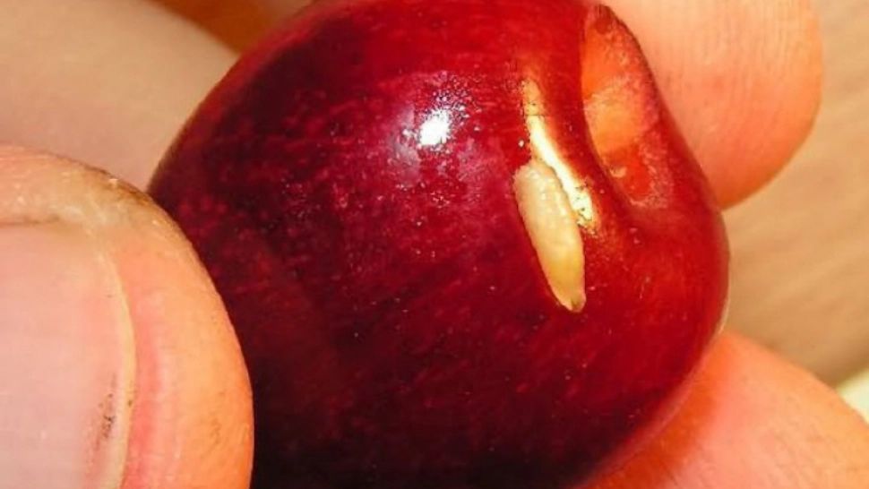 Cum scoatem viermii din cireşe. Trucul extrem de simplu, dar pe care puţini îl ştiu