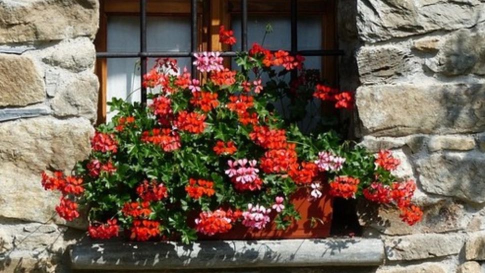 Vrei să ai mușcate de invidiat în balcon? Urmează aceste sfaturi simple, ieftine și de efect - asigură o înflorire rapidă