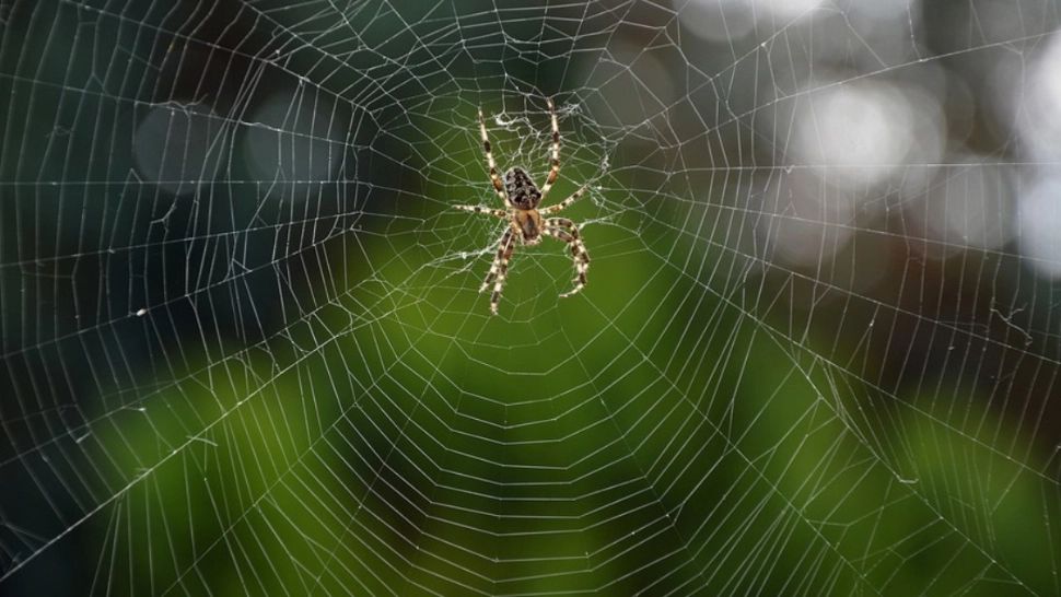 De ce NU ar trebui să omori niciodată păianjenii din casă 