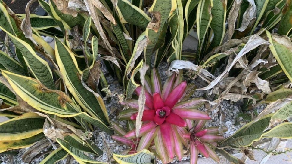 Testul care te poate scăpa de zgârieturi-surpriză: Poți să găsești pisica ascunsă în vegetație în 10 secunde?