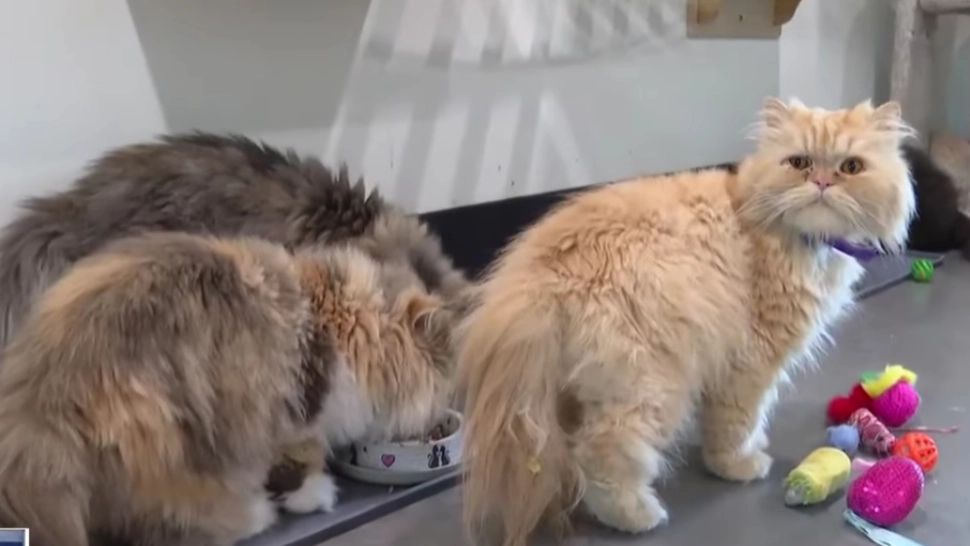 A lăsat pisicilor conacul și 300.000 de dolari. Video cu felinele moștenitoare care își caută acum noi proprietari