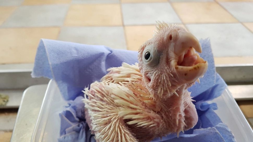 De ce ne plac animalele urâte? Studiul care demolează toate prejudecățile