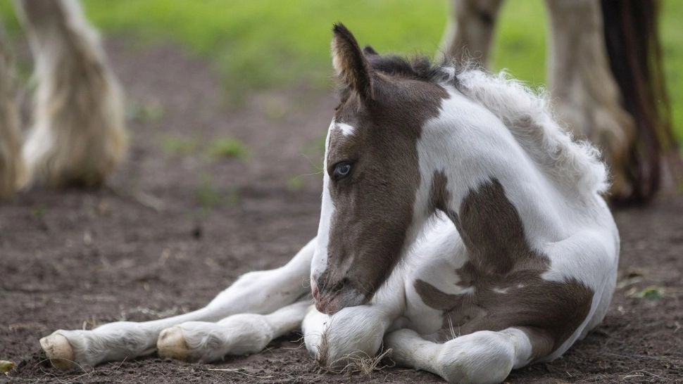 De ce dorm caii în picioare? Secretul pe care puțini îl știu despre somnul cailor 
