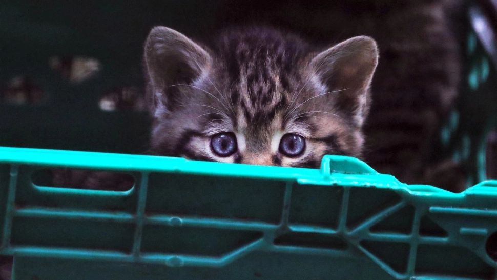 Cele mai comune boli la pisici. Când este cazul să te prezinți la cabinetul veterinar