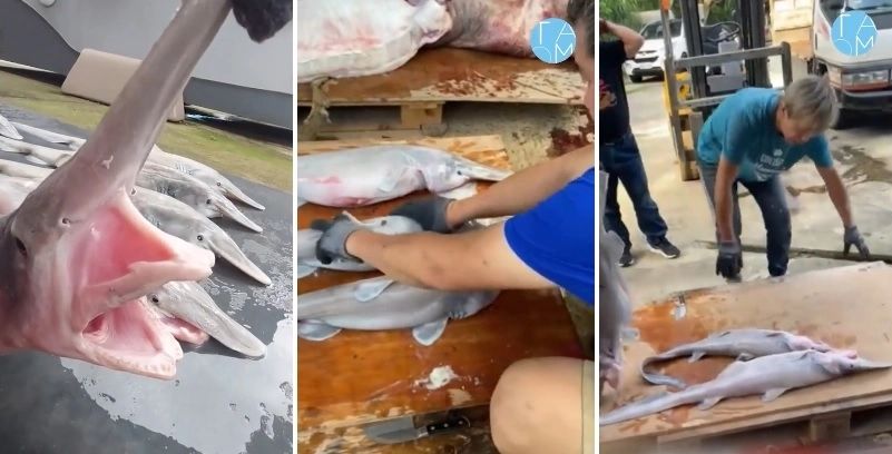 Creatură bizară de peste 800 de kg, capturată de pescari. Scene șocante, în barcă: ce a făcut bestia - totul a fost filmat. VIDEO
