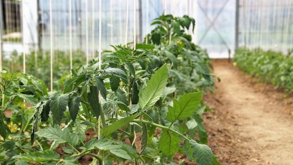 Roșiile-gigant cu care un legumicultor român a dat lovitura: ajung până la 1 kg! Incredibil cum arată și la ce preț se vând - FOTO