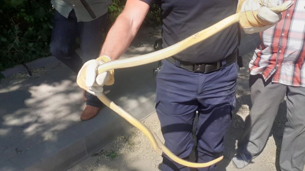 Șarpe de 2 metri, prins lângă un bloc din Bârlad. Stătea la pândă în copac - GALERIE FOTO