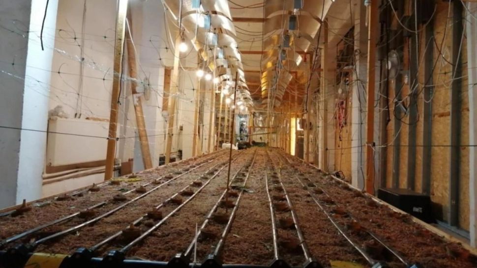 Descoperire HALUCINANTĂ în București. Mascații au descins în 2 HALE URIAȘE în care se cultiva cannabis - FOTO VIDEO