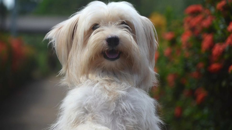 Ai un bunic singur? Iată rasele de câini care se vor înțelege de minune cu oamenii în vârstă