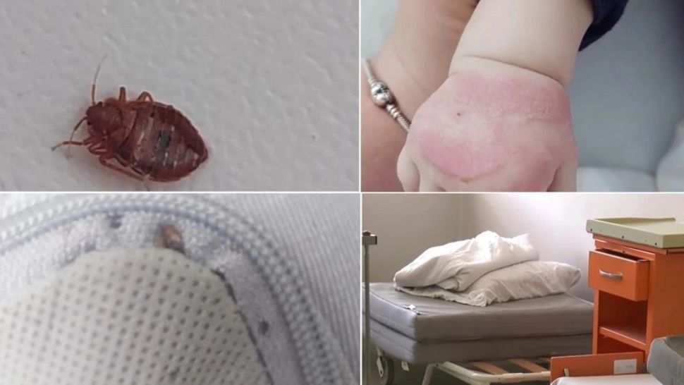 Ploșnițe în secția de Pediatrie a Spitalului Județean Vâlcea - VIDEO