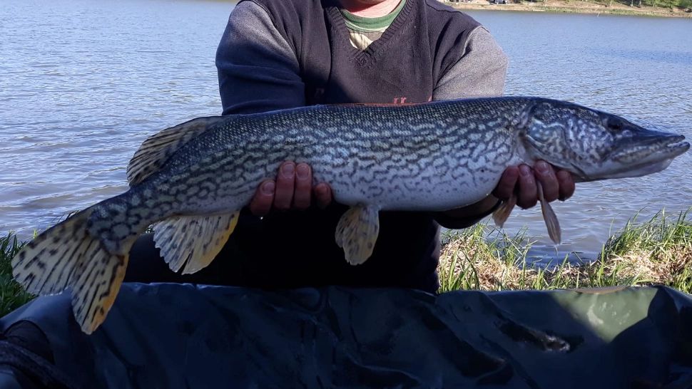 Pescarii sportivi din Deltă sunt disperați. Unde sunt știucile și bibanii de altă dată?