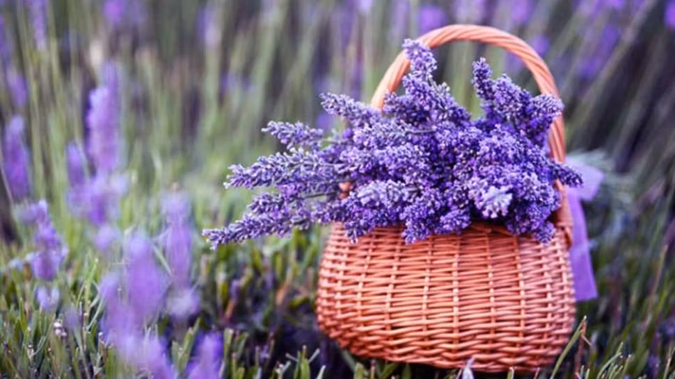 TOP tratamente cu lavandă: planta care vindecă arsurile, tratează reumatismul și combate căderea părului
