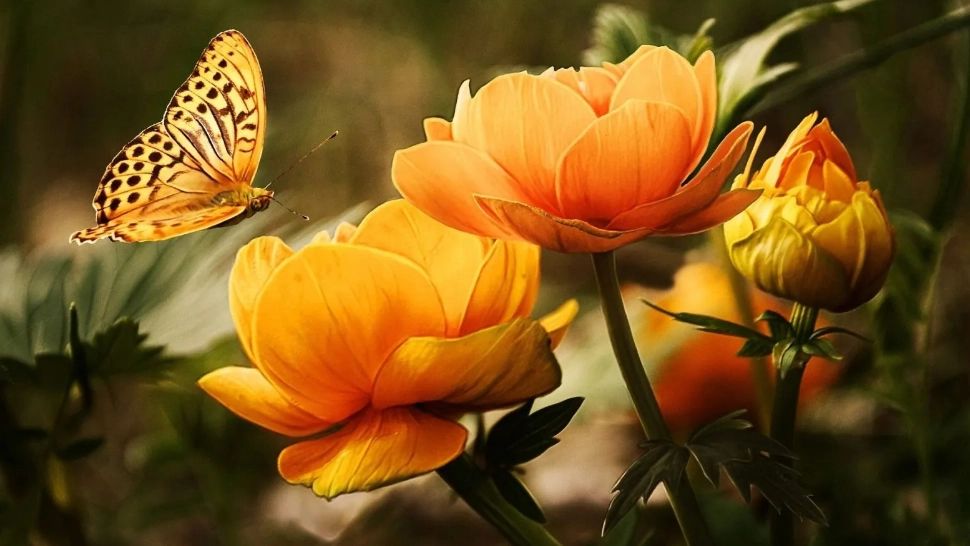 Alegerile din primele zile ale lunii iulie vă transformă total viața - Cele mai norocoase 5 zodii chinezești la finalul săptămânii