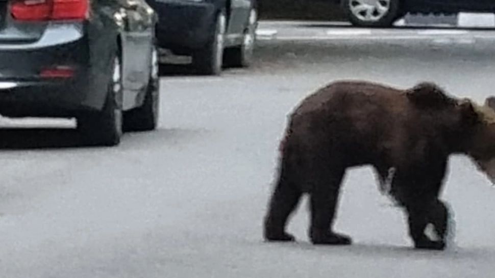 Urs EUTANASIAT, după ce a căzut de la etajul unui centru comercial din Brașov - FOTO 