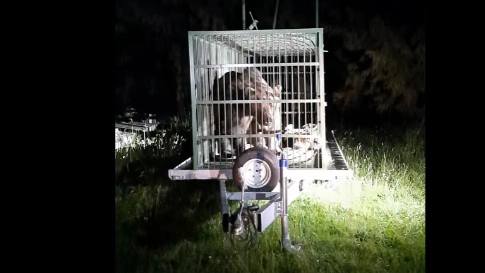 Urs băgat în cușcă în ultima clipă după ce a terorizat localnicii. VIDEO