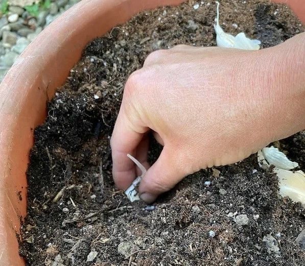 Pune un cățel de usturoi în ghiveciul de flori și vei fi uimită! Trucul genial al florăreselor 